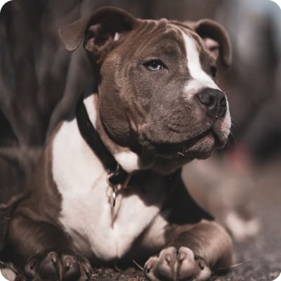 Photo of American Bully