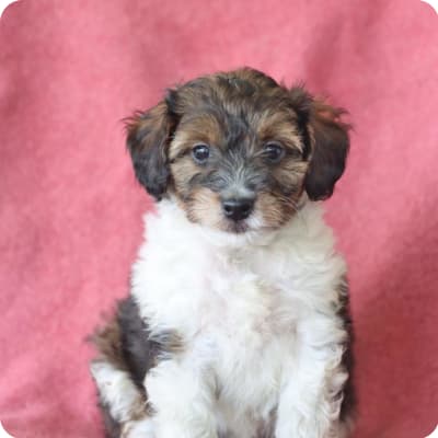 Photo of Sheltiedoodle