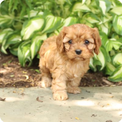 Photo of Cavapoo