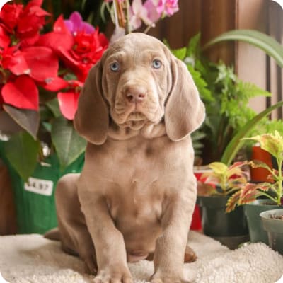 Photo of Weimaraner