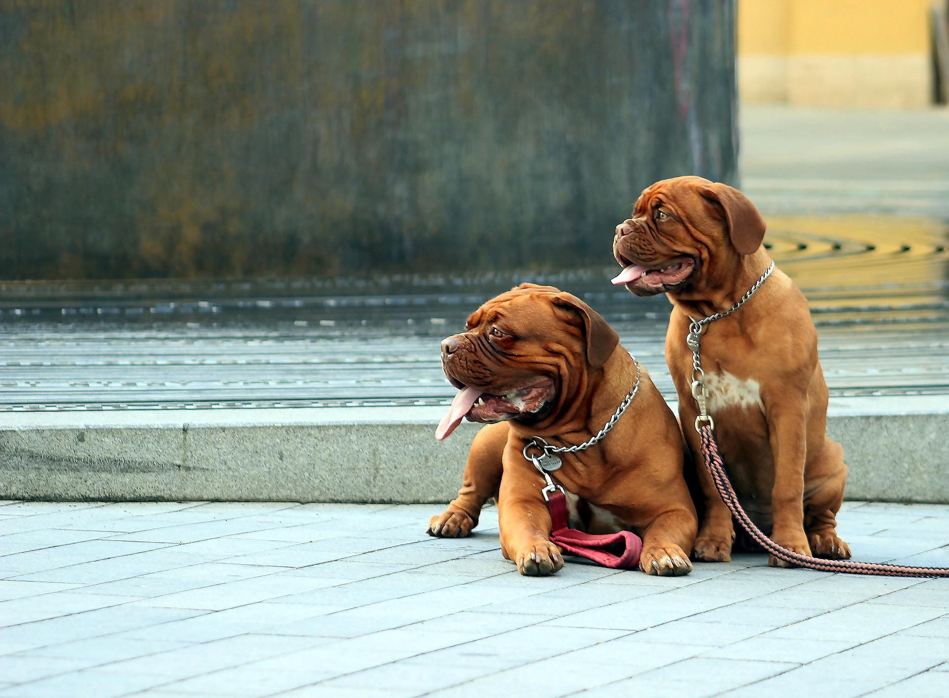 Photo of Dogue De Bordeaux