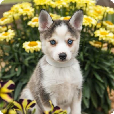 Photo of Alaskan Klee Kai