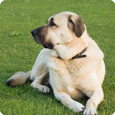 Photo of Anatolian Shepherd
