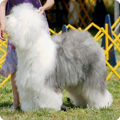 Photo of Old English Sheepdog