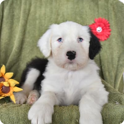 Photo of Old English Sheepdog