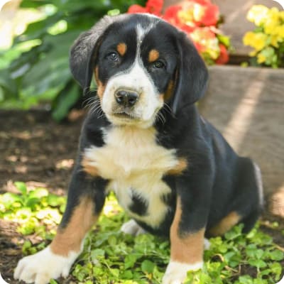 Photo of Greater Swiss Mountain Dog
