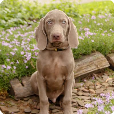 Photo of Weimaraner