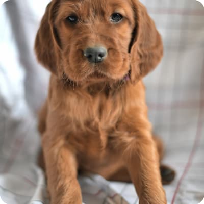 Photo of Irish Setter