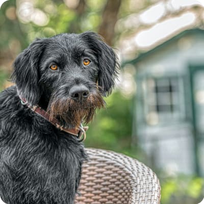 Photo of German Wirehaired Pointer