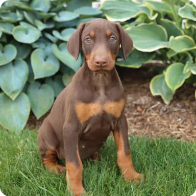 Photo of Doberman Pinscher