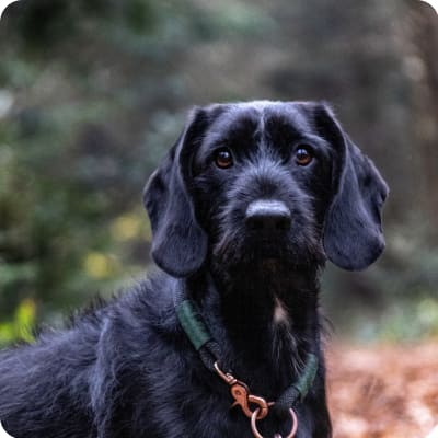 Photo of German Wirehaired Pointer