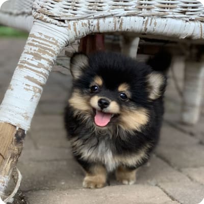 Photo of Pomchi