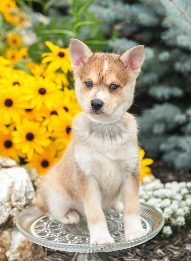 Photo of Alaskan Klee Kai