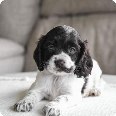 Photo of Cocker Spaniel