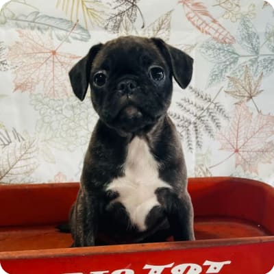 Photo of Frug