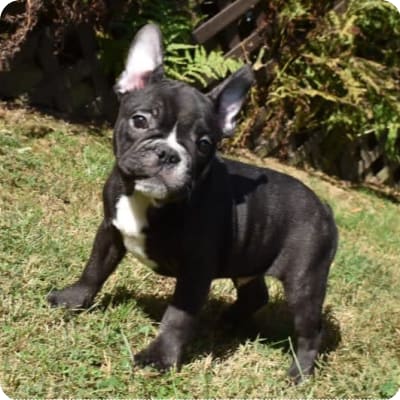 Photo of Frug