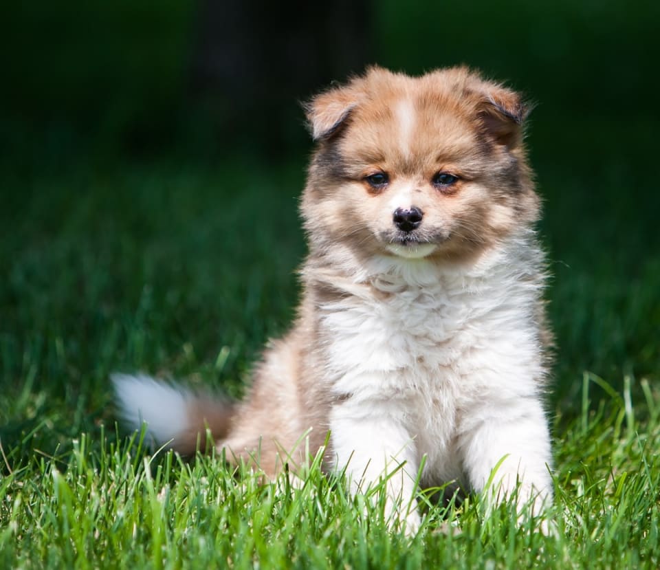 Photo of Pomchi