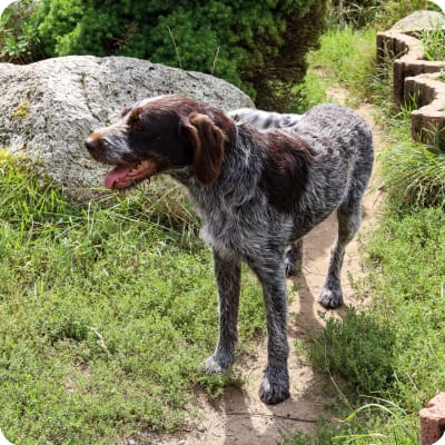 Photo of German Wirehaired Pointer