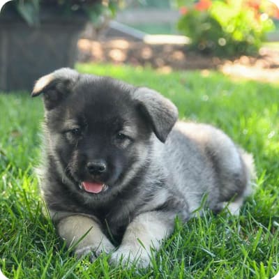 Photo of Norwegian Elkhound