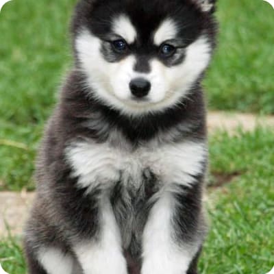 Photo of Alaskan Klee Kai
