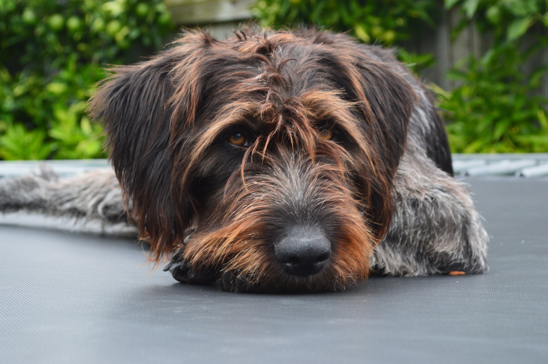 Photo of German Wirehaired Pointer