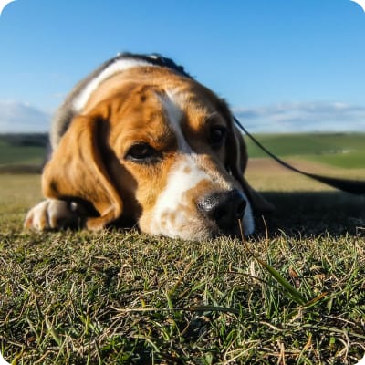 Photo of Beagle