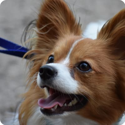 Photo of Papillon