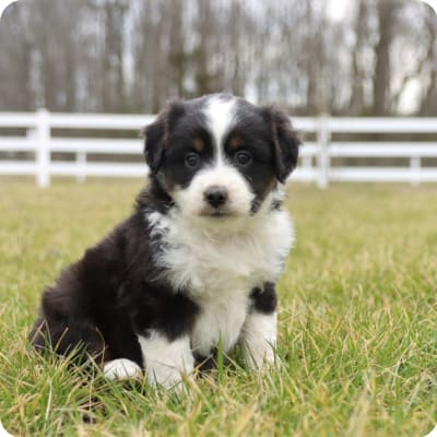 Photo of Miniature Australian Shepherd