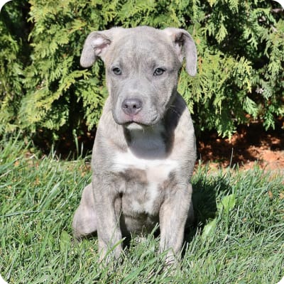 Photo of American Pit Bull Terrier