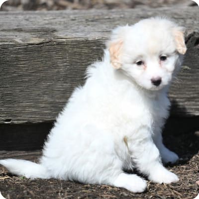 Photo of Eskipoo