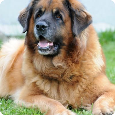 Photo of Leonberger