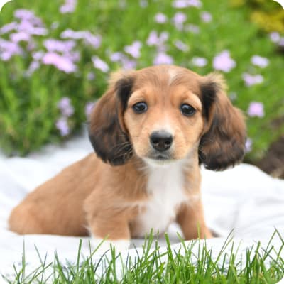 Photo of Miniature Dachshund