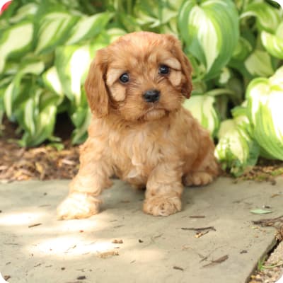 Photo of Cavapoo