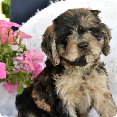 Photo of Cavapoo