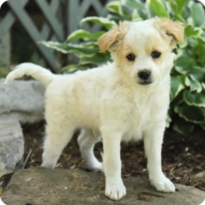 Photo of Rat Terrier