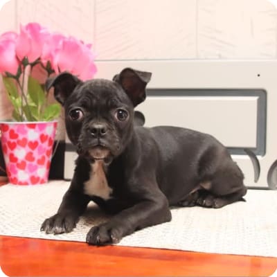 Photo of Frug