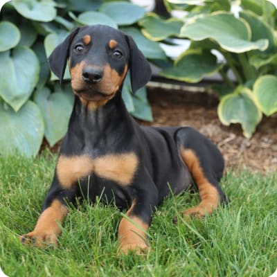 Photo of Doberman Pinscher