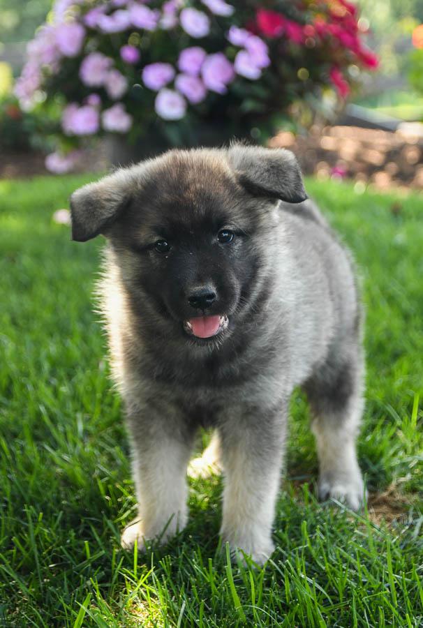 Photo of Norwegian Elkhound