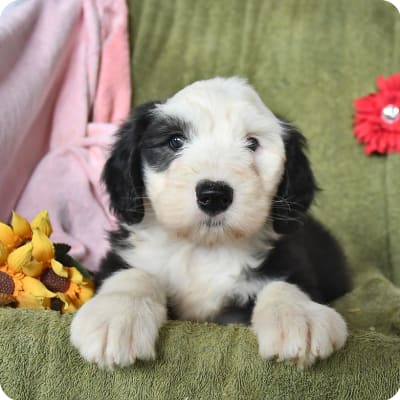 Photo of Old English Sheepdog