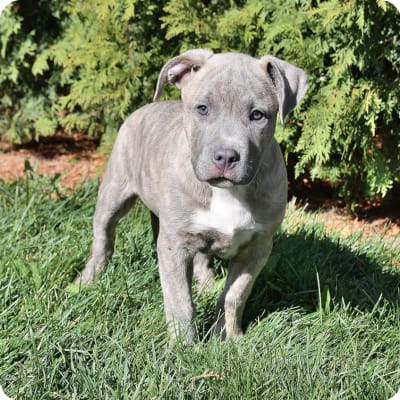 Photo of American Pit Bull Terrier