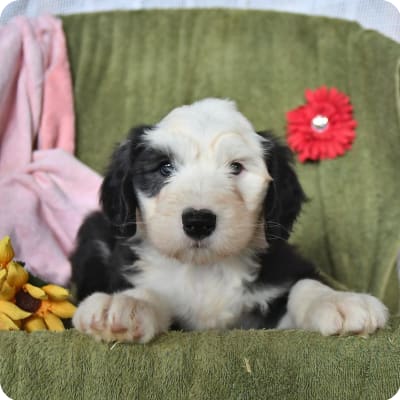 Photo of Old English Sheepdog
