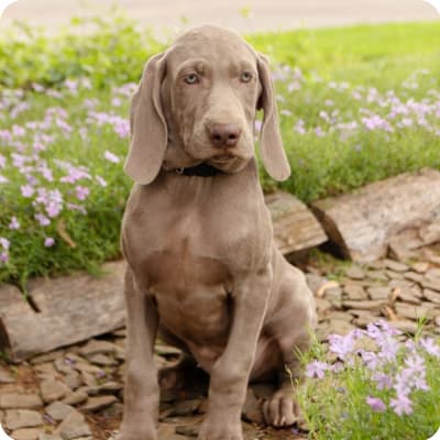 Photo of Weimaraner
